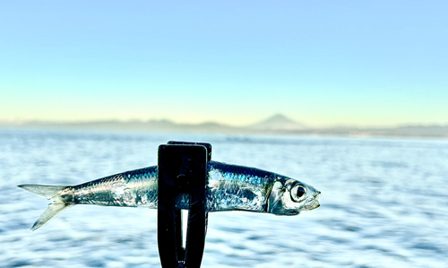 ウルメイワシの釣果