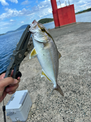 ネリゴの釣果