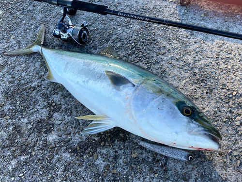 ブリの釣果