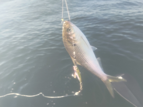 コノシロの釣果