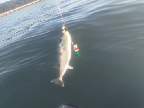 シロサバフグの釣果