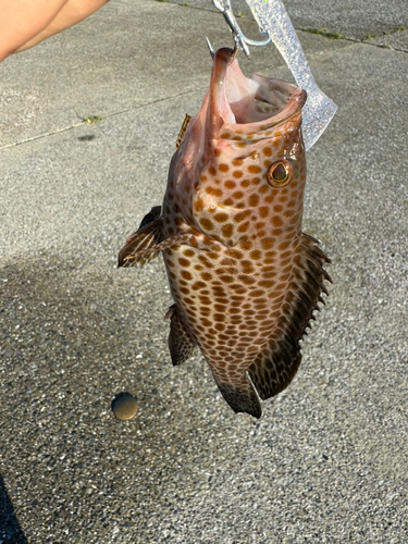 オオモンハタの釣果