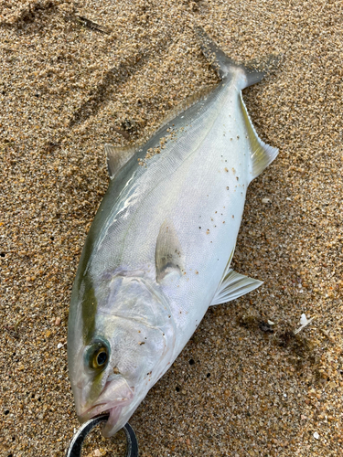 ショゴの釣果