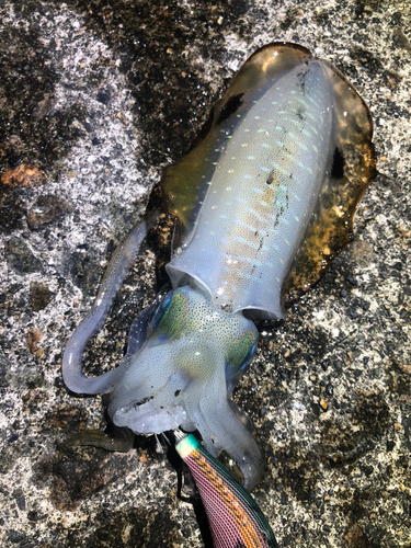 アオリイカの釣果