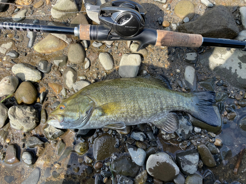 スモールマウスバスの釣果