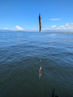 シロギスの釣果