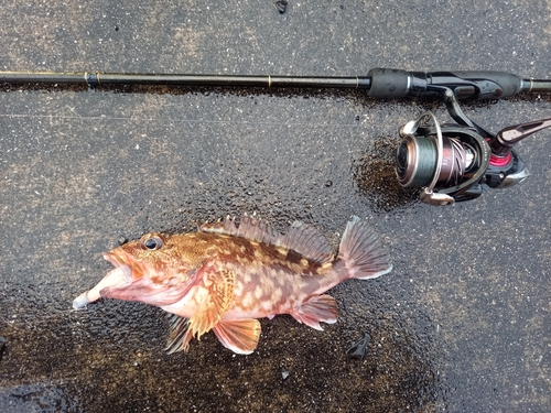 カサゴの釣果