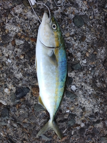 ツバスの釣果