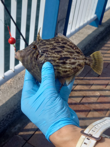 カワハギの釣果