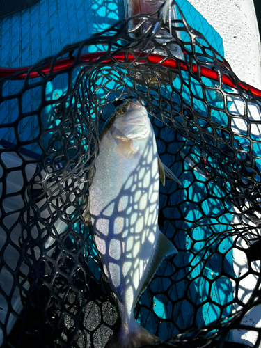 ショゴの釣果