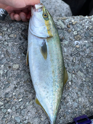 ツバスの釣果