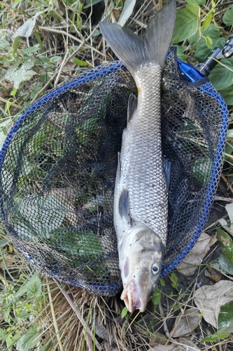 ニゴイの釣果