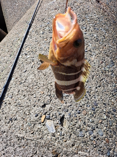 アオハタの釣果