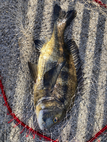 クロダイの釣果