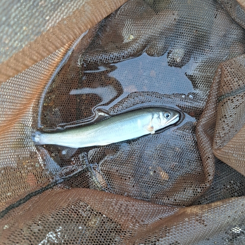 アユの釣果