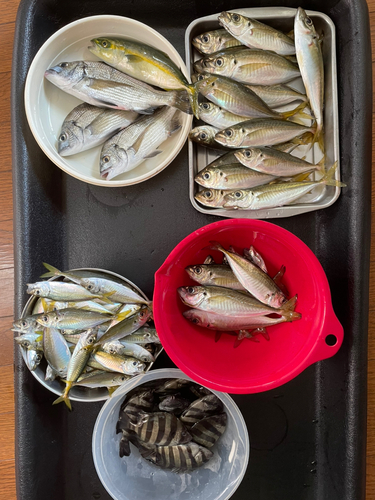 アジの釣果