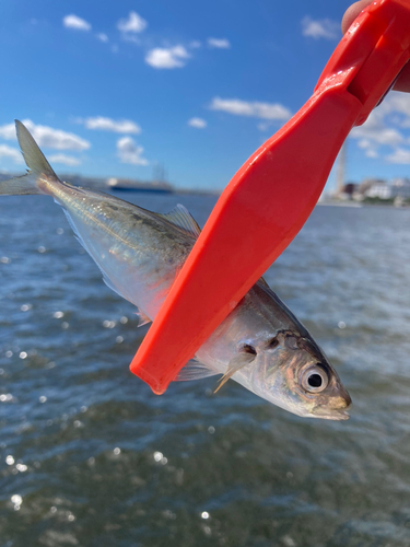 シリヤケイカの釣果