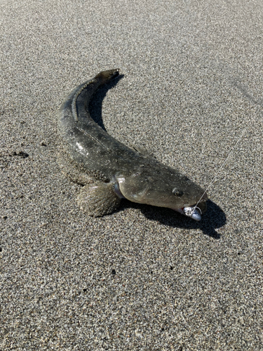 マゴチの釣果