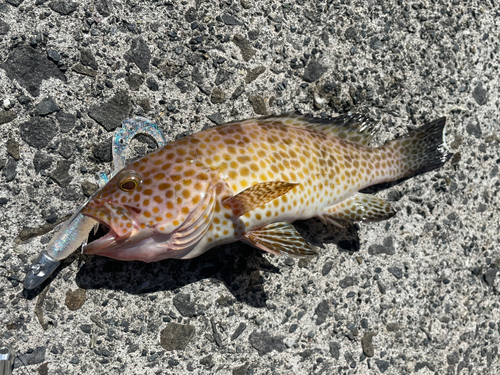 オオモンハタの釣果