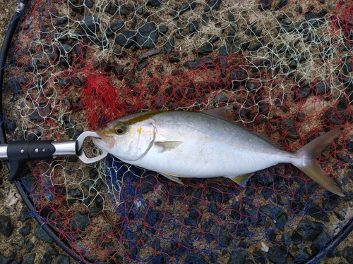 ネリゴの釣果