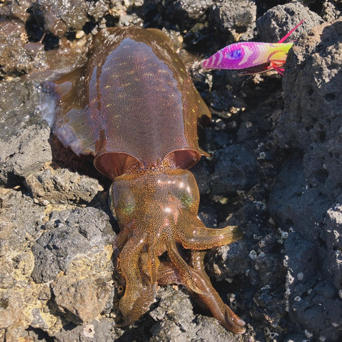 アオリイカの釣果