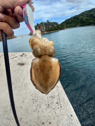 モンゴウイカの釣果