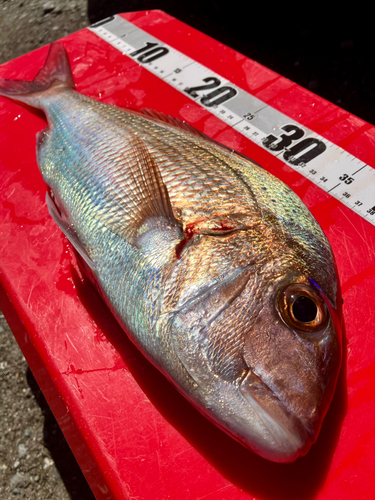 マダイの釣果