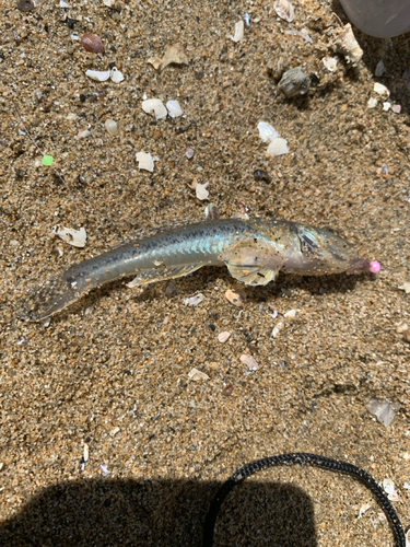 ハゼの釣果