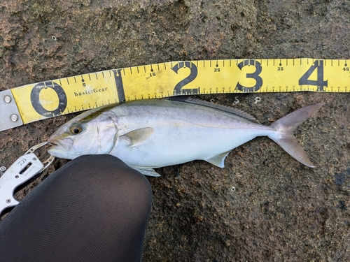 ショゴの釣果