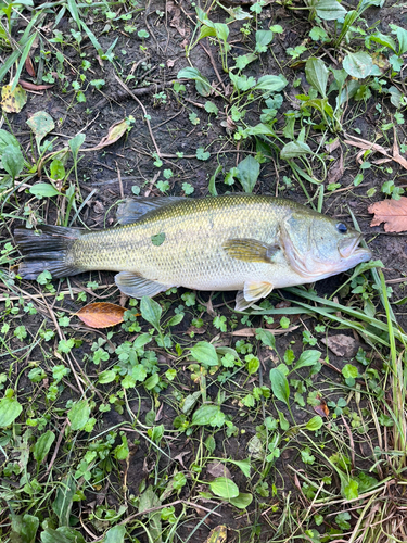 ラージマウスバスの釣果