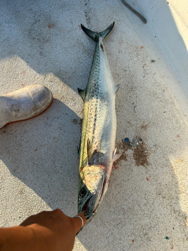 サゴシの釣果