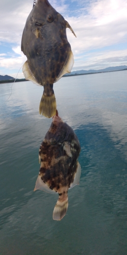 カワハギの釣果