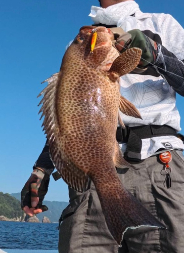 オオモンハタの釣果