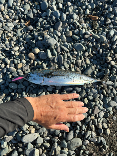 ソウダガツオの釣果