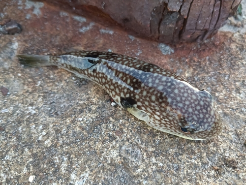 クサフグの釣果