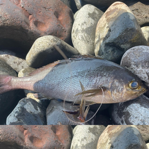 イサキの釣果