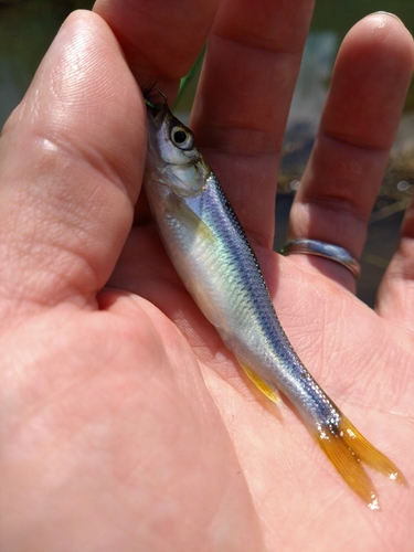 カワムツの釣果