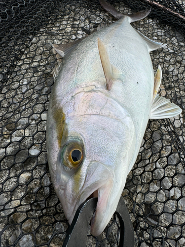 ネリゴの釣果