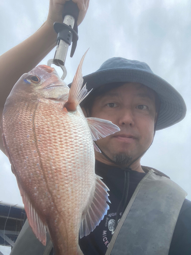 マダイの釣果