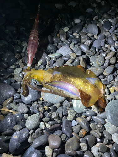 アオリイカの釣果