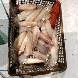 ケンサキイカ