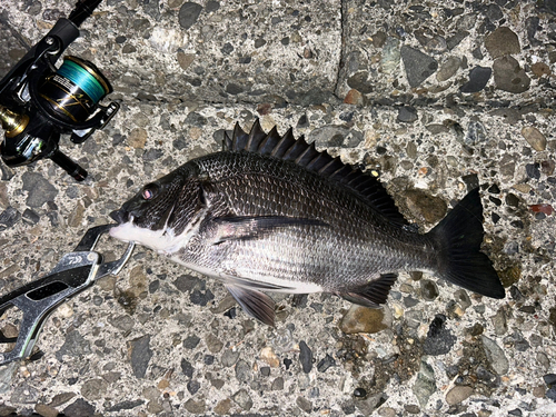 クロダイの釣果