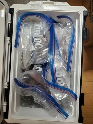 ケンサキイカの釣果