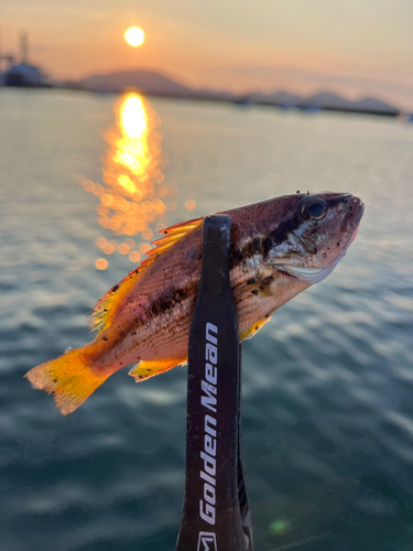 タテフエダイの釣果