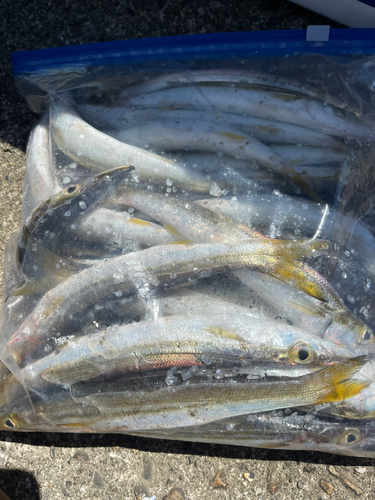 カマスの釣果