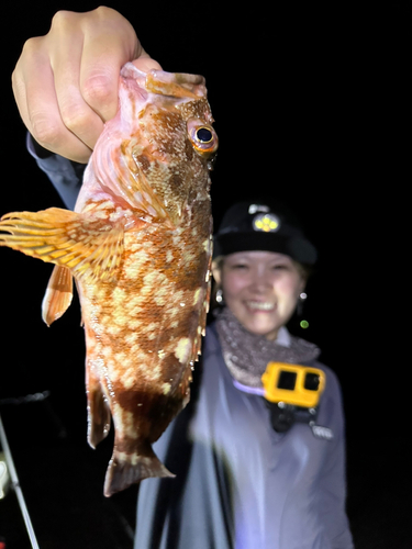 タコの釣果