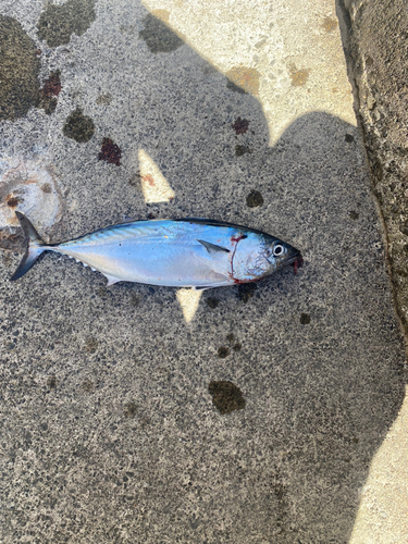 ソウダガツオの釣果