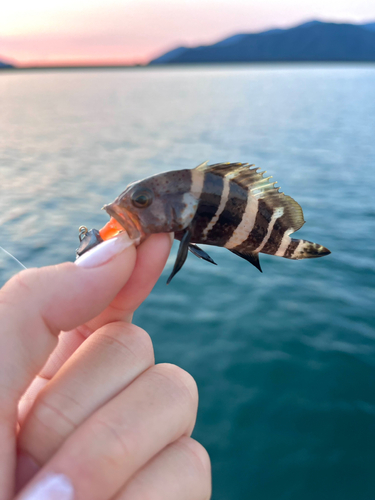 アオハタの釣果