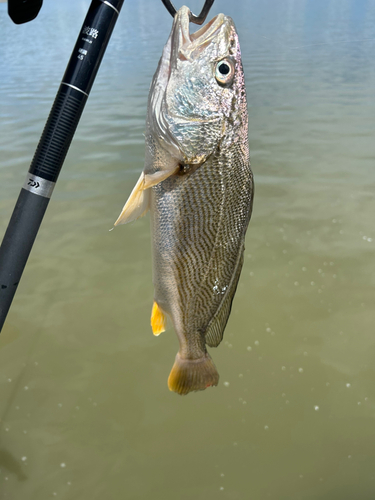 シログチの釣果