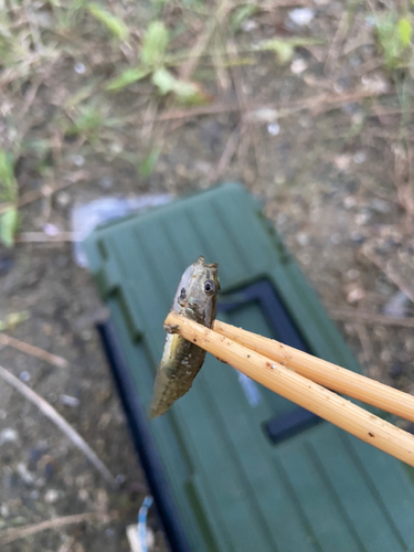 ビリンゴの釣果